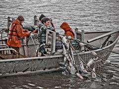  Setnet Glory